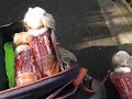 今日も元気ぉ散歩の奈々子ファミリー
