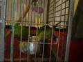 Hahns Macaws Bonnie and Clyde have a new word