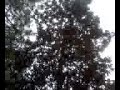 tree climbling record