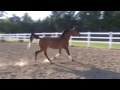 Evaalyn