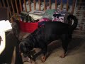 Crazy Rotty
