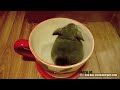 Cheezburger : Chinchilla Bath in a Coffee Cup
