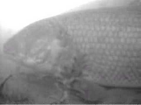 Dogfish on Underwater Camera.