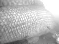 Dogfish on Underwater Camera.