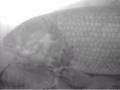 Dogfish on Underwater Camera.