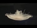 Jellyfish Jellyfish