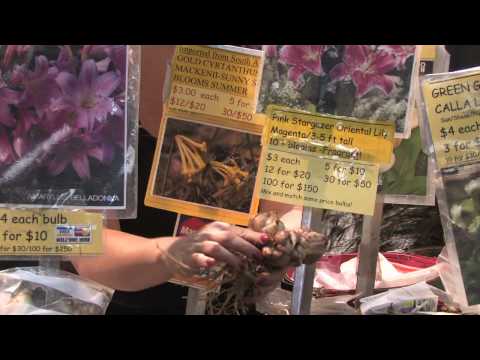 how to transplant easter lilies