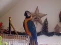 JACK THE MACAW