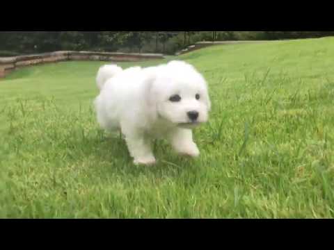 Lucy loves to prance around in the grass
