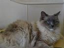 0 Silia and Sophie   Ragdolls of the Week
