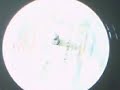 instant funk /slam dank the funk 1982 salsoul records
