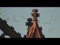 Holiday Hassle (Starring the Brooklyn Parrots)