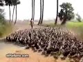 Reba�o de patos