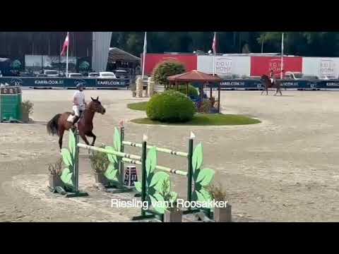 Sire Riesling van't Roosakker