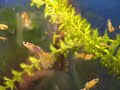 Guppy Movie II