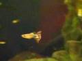 Guppy Movie II