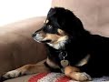 My-Dog-Max-Sings-the