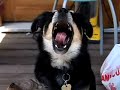 My-Dog-Max-Sings-the