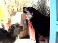 My Dog Max Sings the Blues!