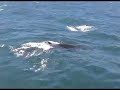 Minke Whale near Mull and Coll Scotland