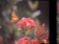 Rancho Las Amadas  (Fotoclip)