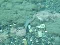 videos de Moray Eel Case 2