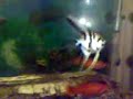 HOMEMADE FISHTANK