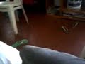 V31-12-09_14.13.3gp