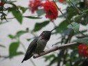 singing hummingbirds in San Francisco