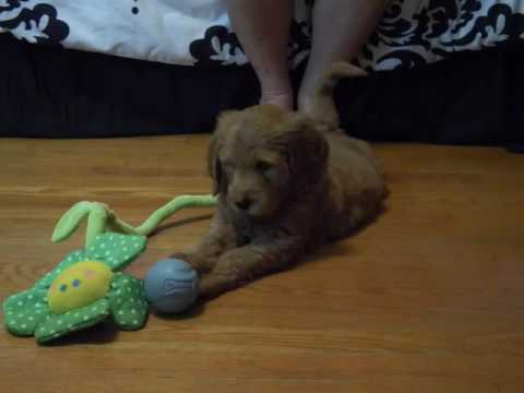 Doodle baby having a big time