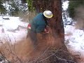 Jeff Choyce Falls Tree