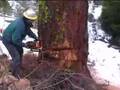 Jeff Choyce Falls Tree
