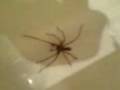 big ass spider