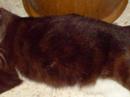 'Chocolate' saya pelihara sejak tahun 2004, pada tahun 2006 baru saya parasan ada keistimewaan pada kucing tersebut.