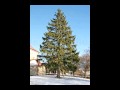 Sibelius: Granen op. 75-5