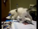 adopted-black-cat-kitten-for-adoption-phsspcaorg.html