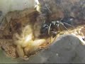 Formicarium Formicarium