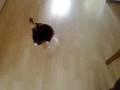 poemba kat met laser