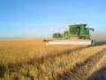 Montana Wheat Harvest