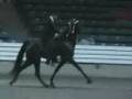 EquineTV: TWHBEA National Futurity 3yr old Mares & Geldings