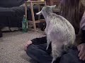 Estrela puppies meet 