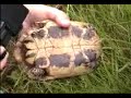 testudo-expedition-croatia-2007.html
