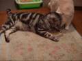 ブラシの取り合い～猫(=^・^=)