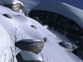 Freak Out - Extreme Freeride stunt run Freak Out - Extreme Freeride stunt run