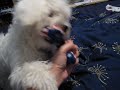 Appa Playing on the Bed