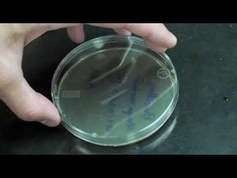 how to isolate rhodococcus