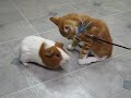 caramel and sundae
