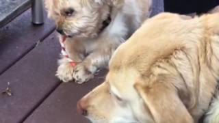 PETE AND TYSON ENJOYING LIFE!!!