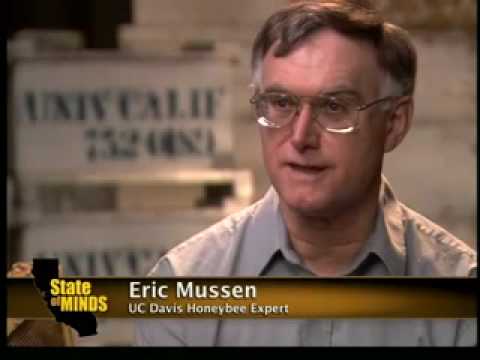 how to fertilize almond trees