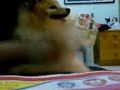 lessi dance